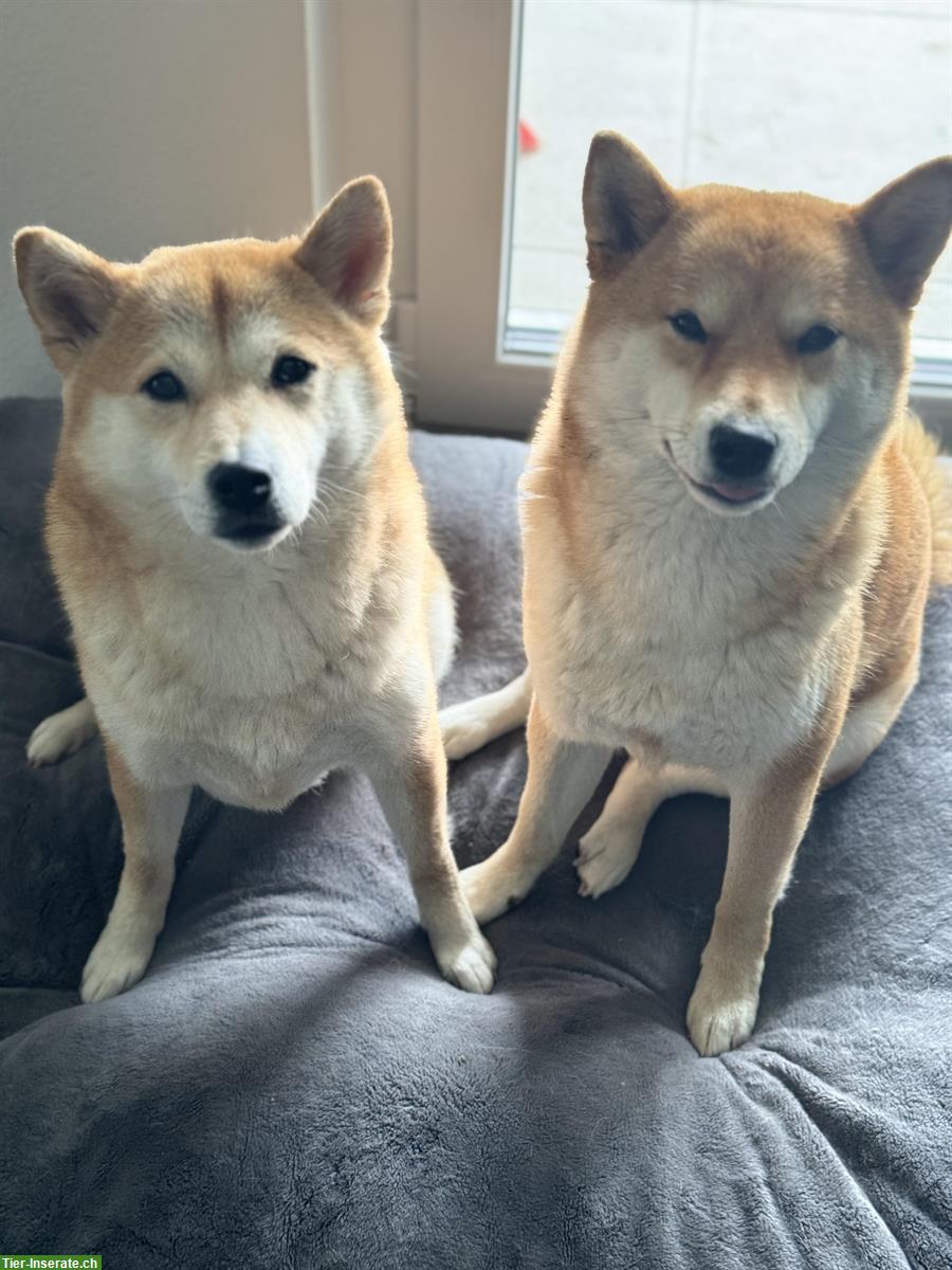 Bild 2: 2 liebevolle Shiba Inu Schwestern suchen neues Zuhause