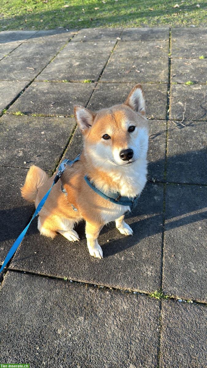Bild 3: 2 liebevolle Shiba Inu Schwestern suchen neues Zuhause