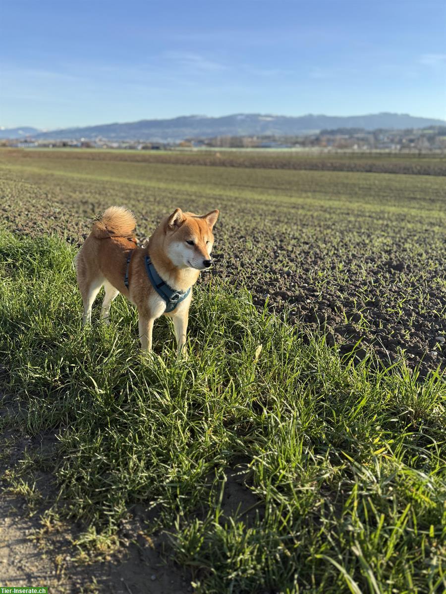 Bild 4: 2 liebevolle Shiba Inu Schwestern suchen neues Zuhause