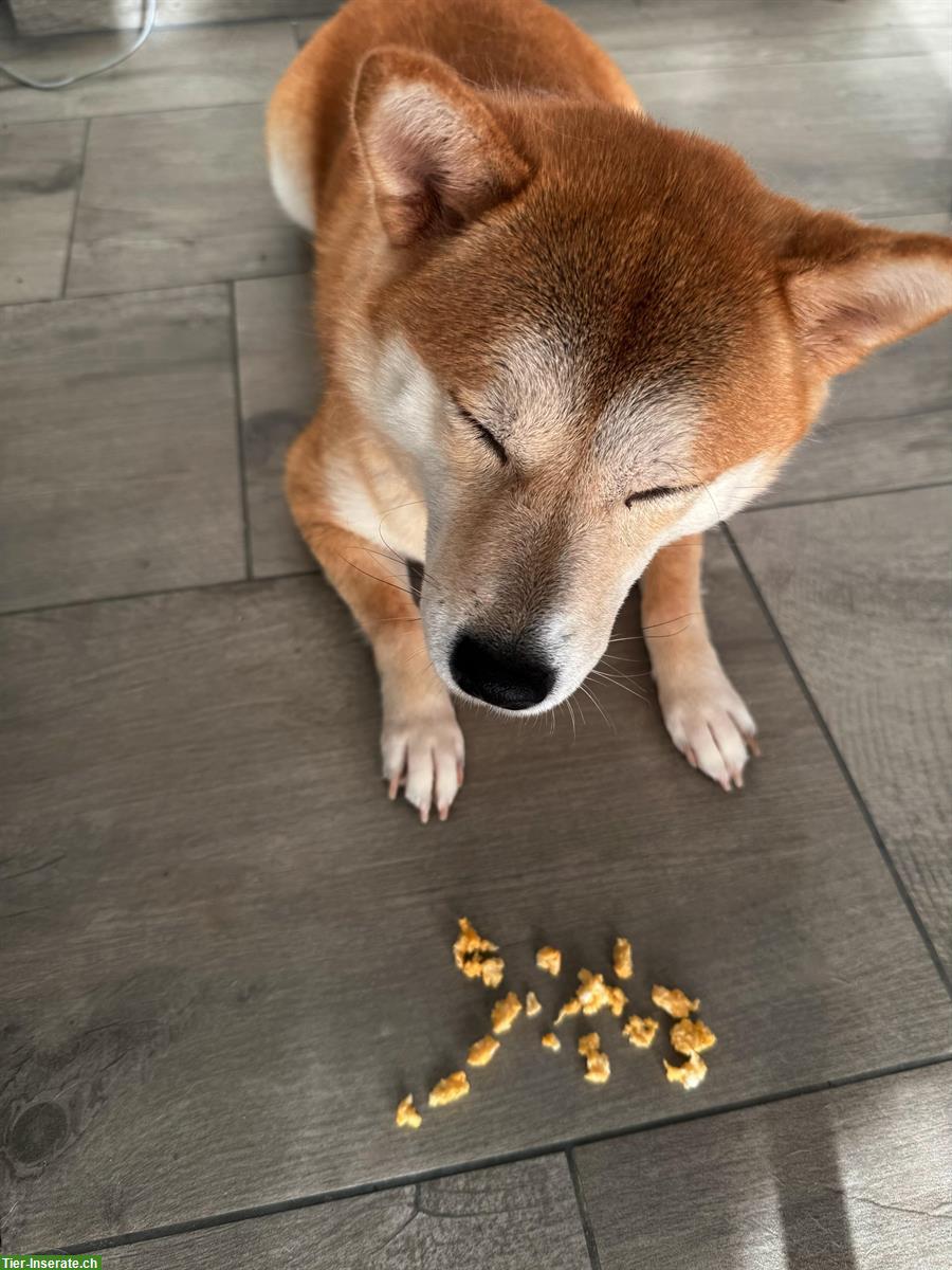 Bild 5: 2 liebevolle Shiba Inu Schwestern suchen neues Zuhause