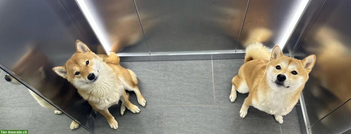 Bild 6: 2 liebevolle Shiba Inu Schwestern suchen neues Zuhause
