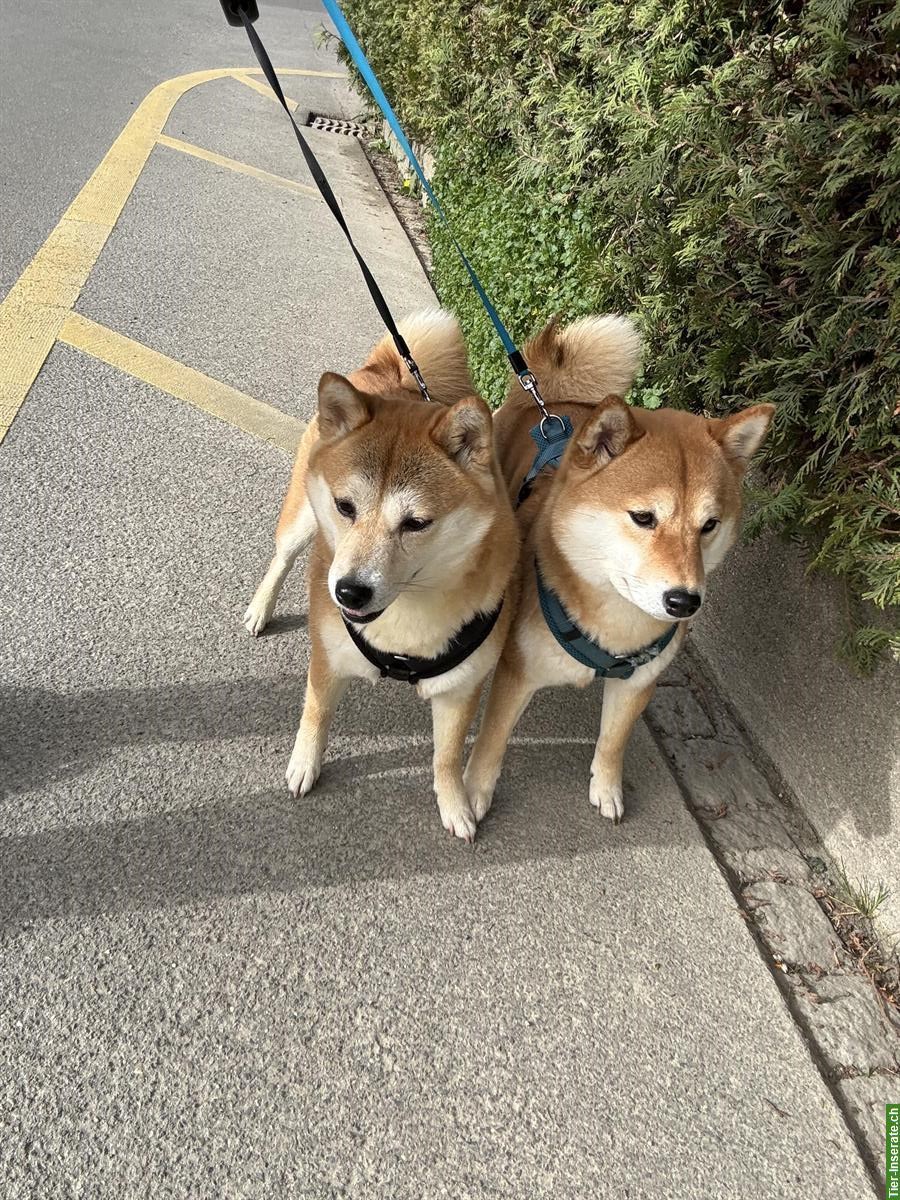 Bild 7: 2 liebevolle Shiba Inu Schwestern suchen neues Zuhause