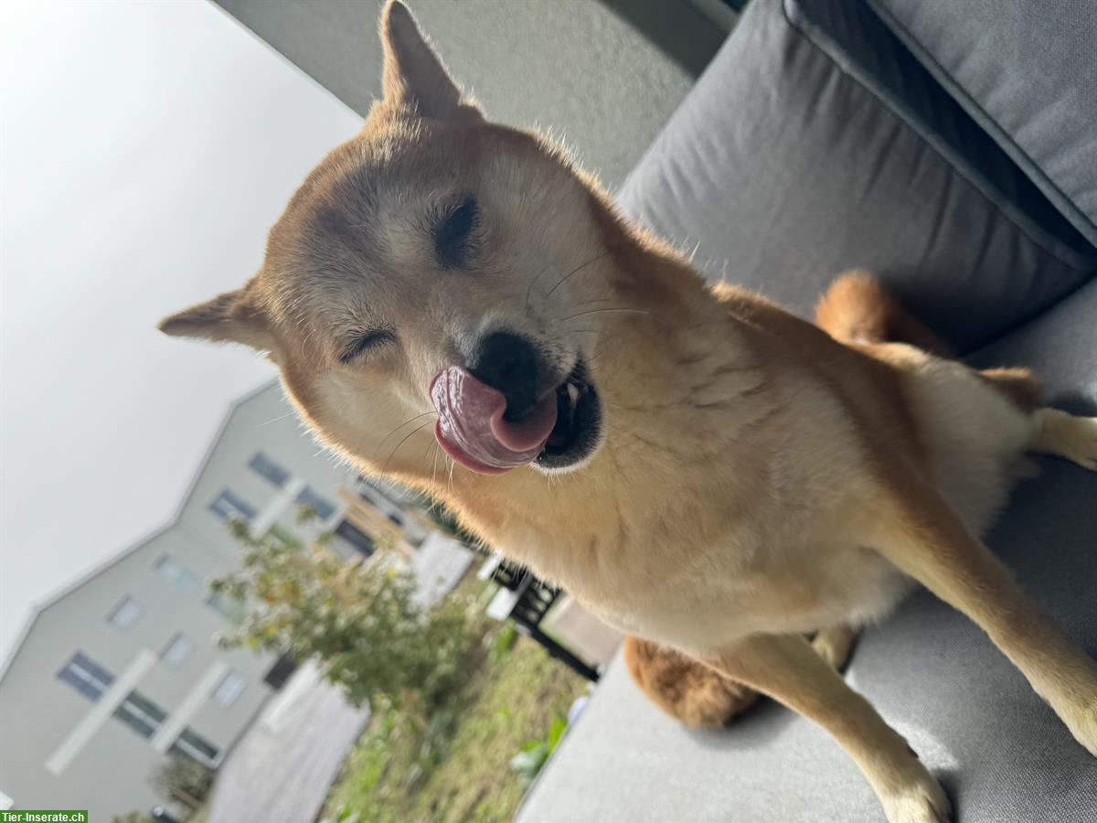 Bild 8: 2 liebevolle Shiba Inu Schwestern suchen neues Zuhause