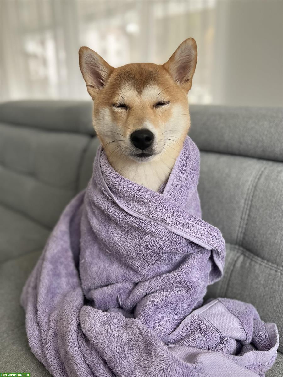 Bild 9: 2 liebevolle Shiba Inu Schwestern suchen neues Zuhause