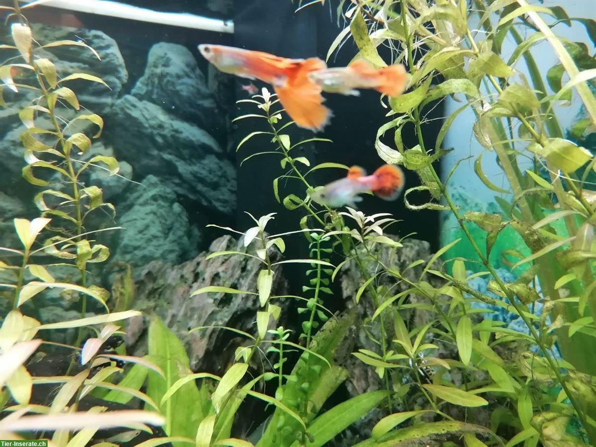 Junge Guppys weiblich und männlich abzugeben