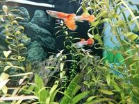 Junge Guppys weiblich und männlich abzugeben
