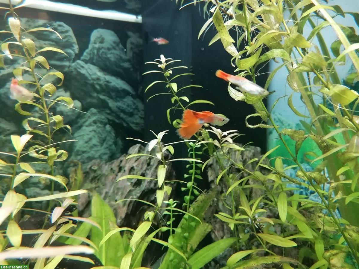 Bild 2: Junge Guppys weiblich und männlich abzugeben