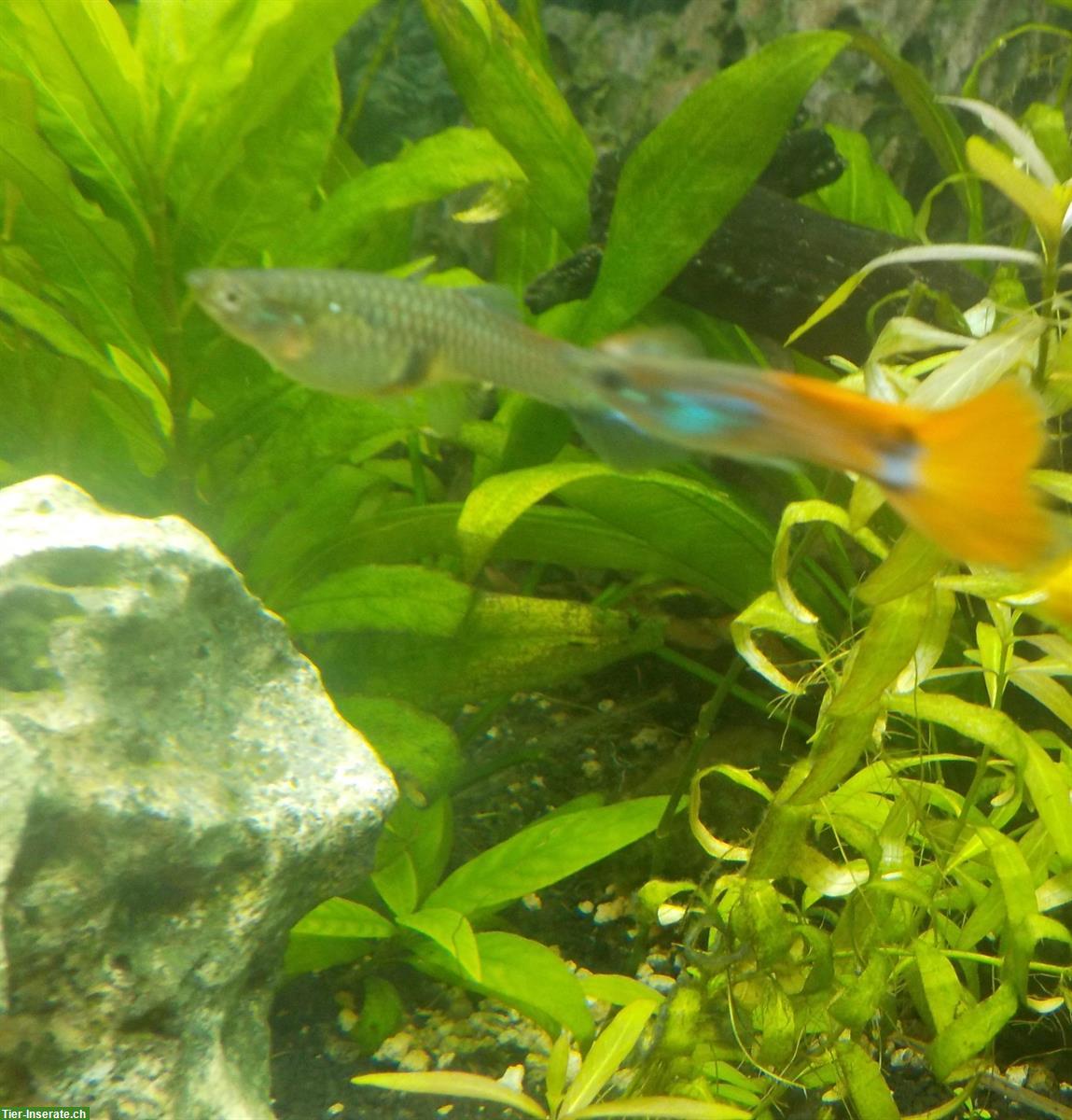 Bild 3: Junge Guppys weiblich und männlich abzugeben