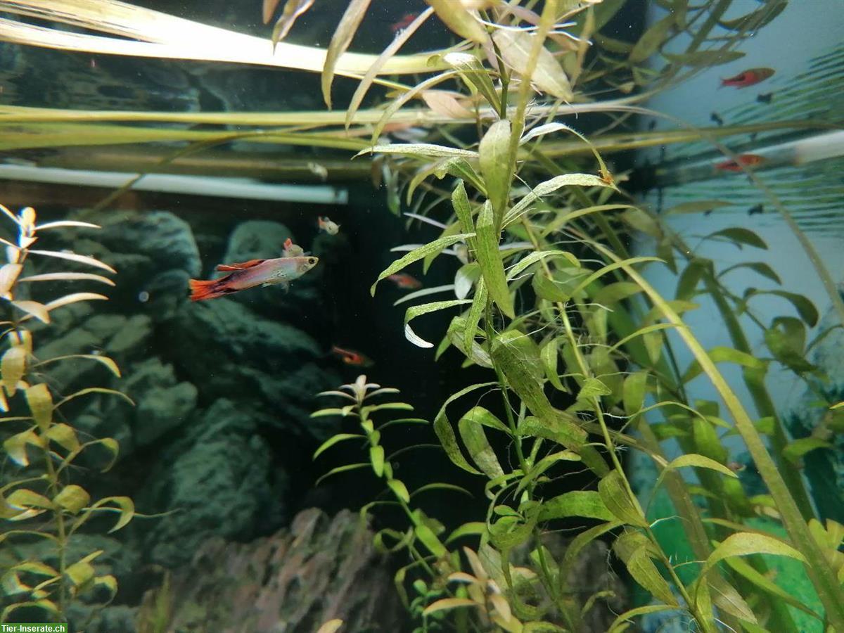 Bild 4: Junge Guppys weiblich und männlich abzugeben