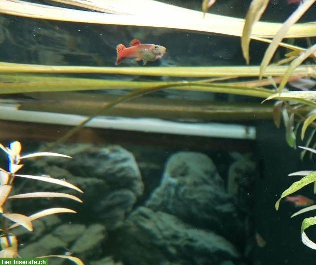 Bild 5: Junge Guppys weiblich und männlich abzugeben