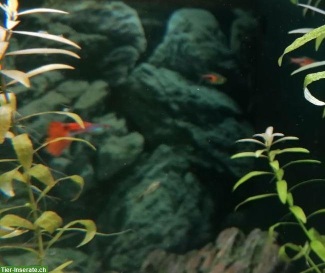 Bild 6: Junge Guppys weiblich und männlich abzugeben