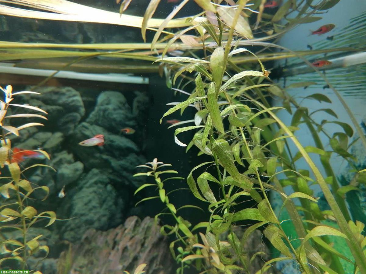 Bild 7: Junge Guppys weiblich und männlich abzugeben