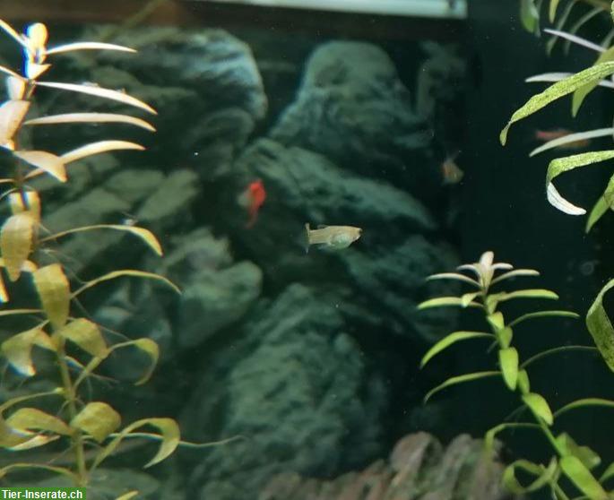 Bild 8: Junge Guppys weiblich und männlich abzugeben