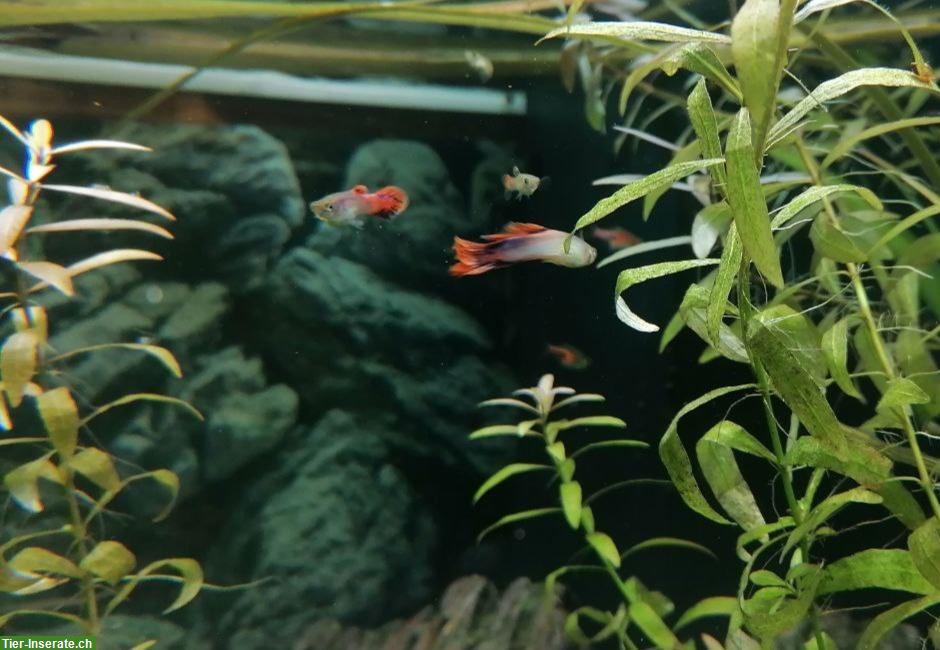 Bild 9: Junge Guppys weiblich und männlich abzugeben