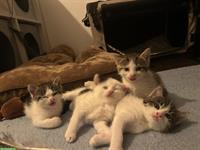 Katzen Jungtier und Mutter suchen liebes Zuhause!