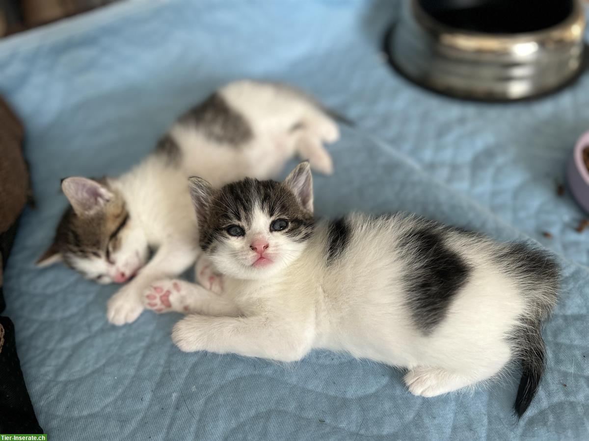 Bild 4: Katzen Jungtier und Mutter suchen liebes Zuhause!