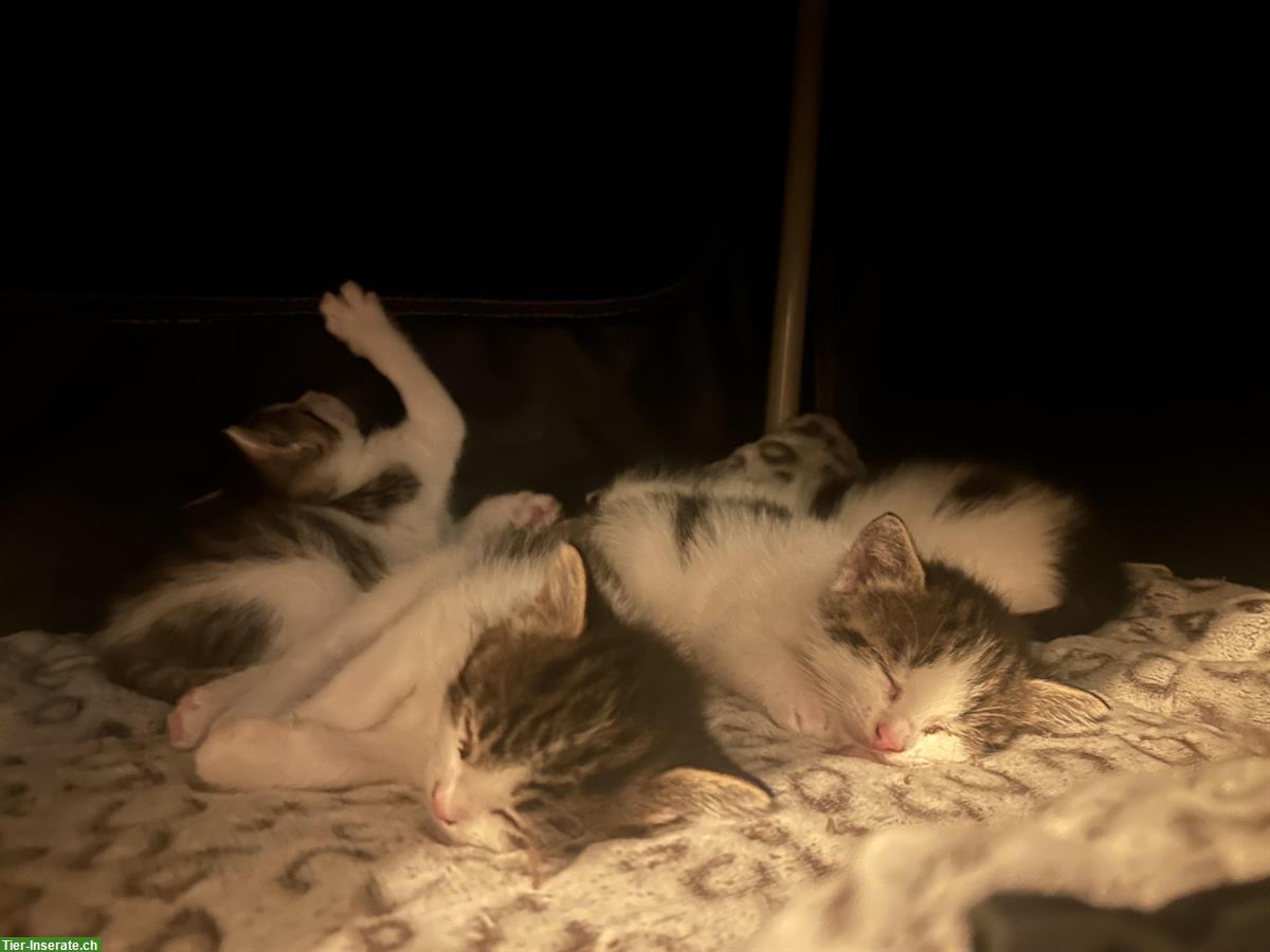 Bild 5: Katzen Jungtier und Mutter suchen liebes Zuhause!