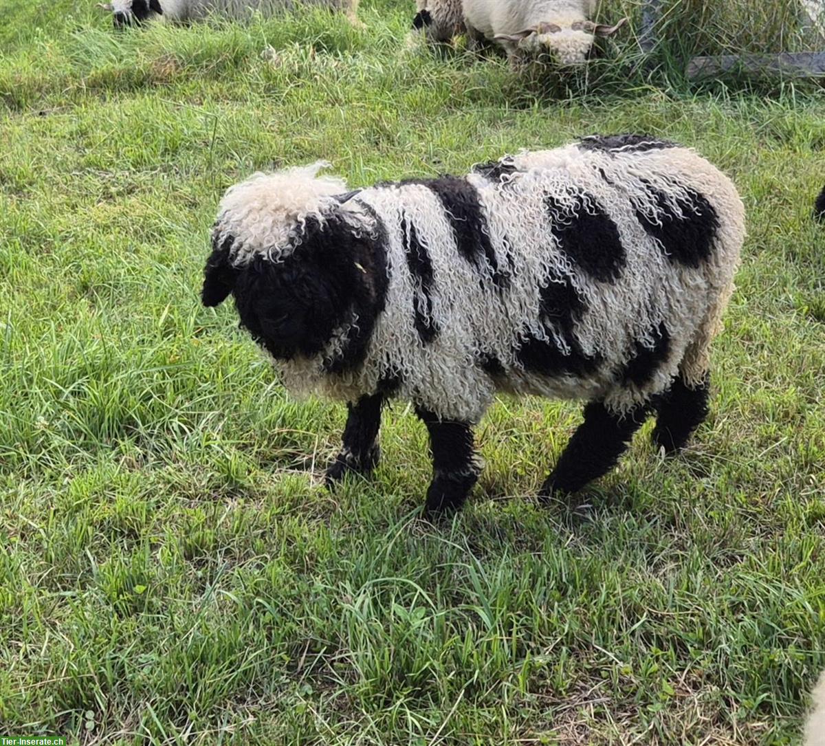 Junge Walliser Schwarznasenschafe zu verkaufen