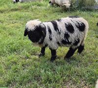 Junge Walliser Schwarznasenschafe zu verkaufen
