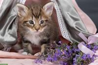 Norwegische Waldkatzen Kitten suchen ein Zuhause