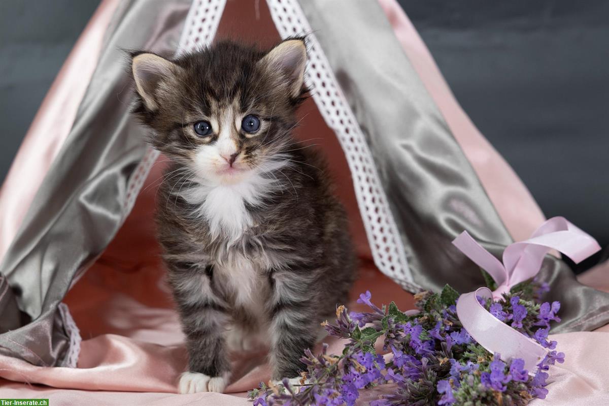 Bild 2: Norwegische Waldkatzen Kitten suchen ein Zuhause
