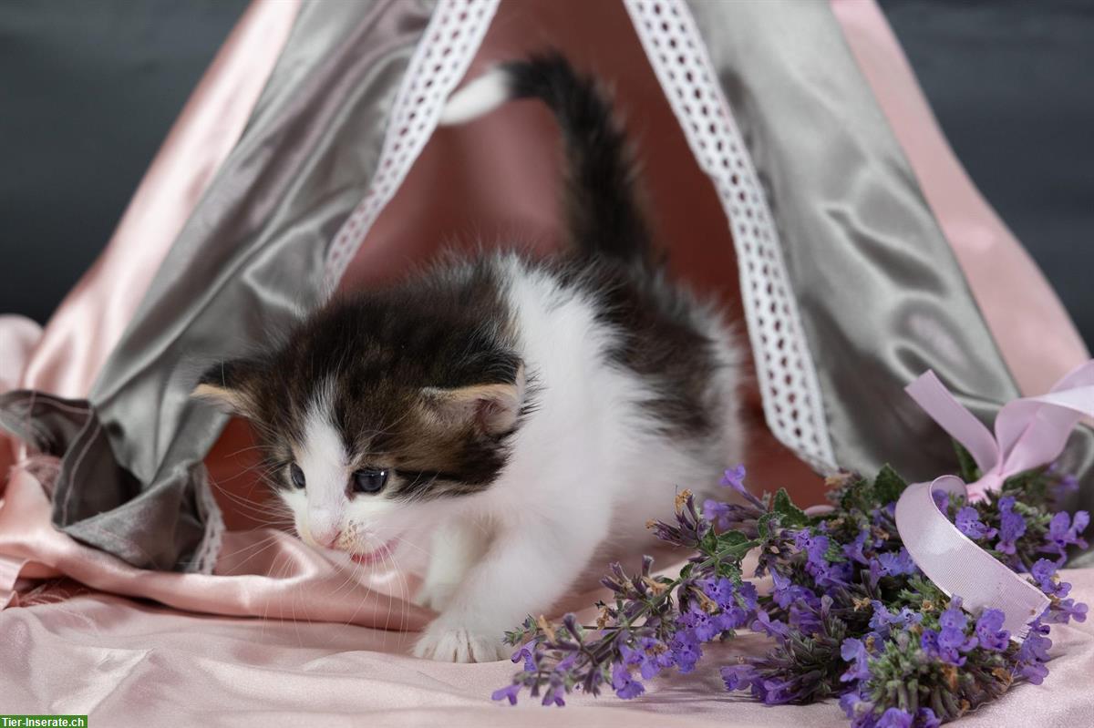 Bild 3: Norwegische Waldkatzen Kitten suchen ein Zuhause