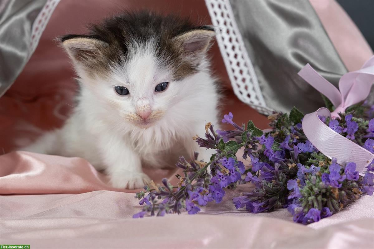 Bild 4: Norwegische Waldkatzen Kitten suchen ein Zuhause