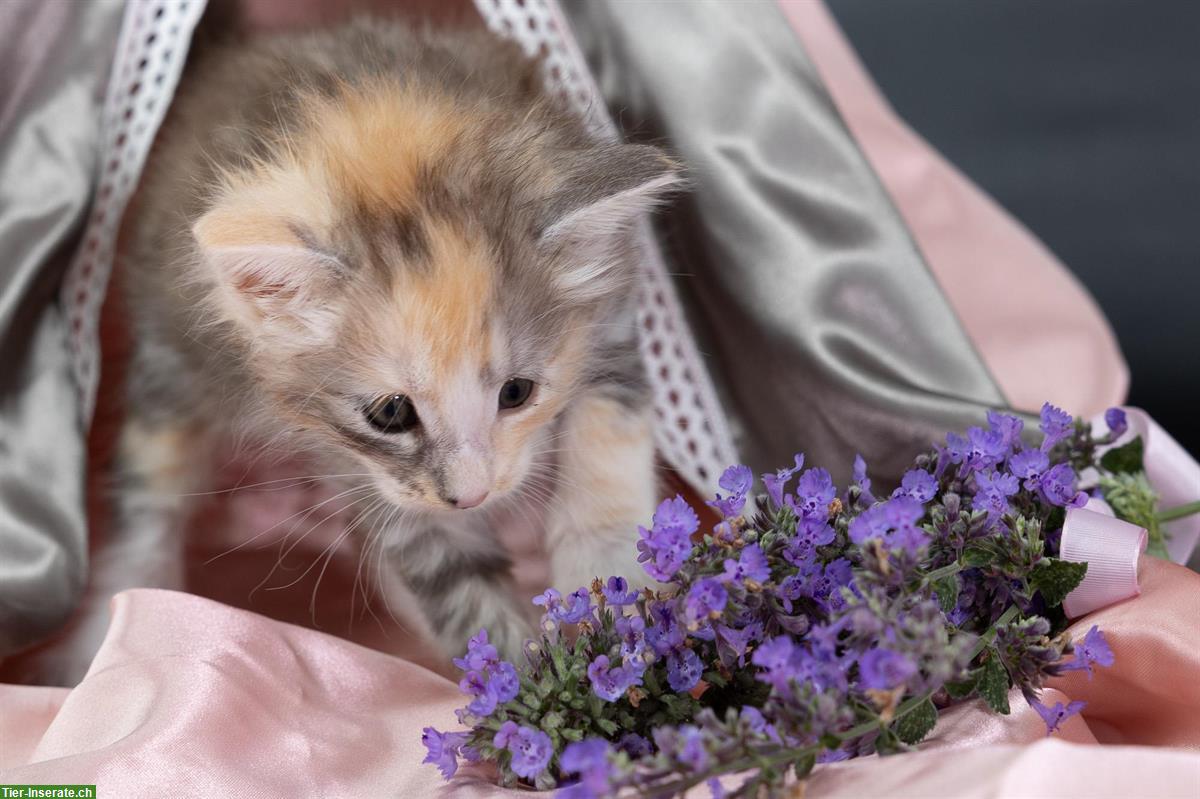 Bild 5: Norwegische Waldkatzen Kitten suchen ein Zuhause