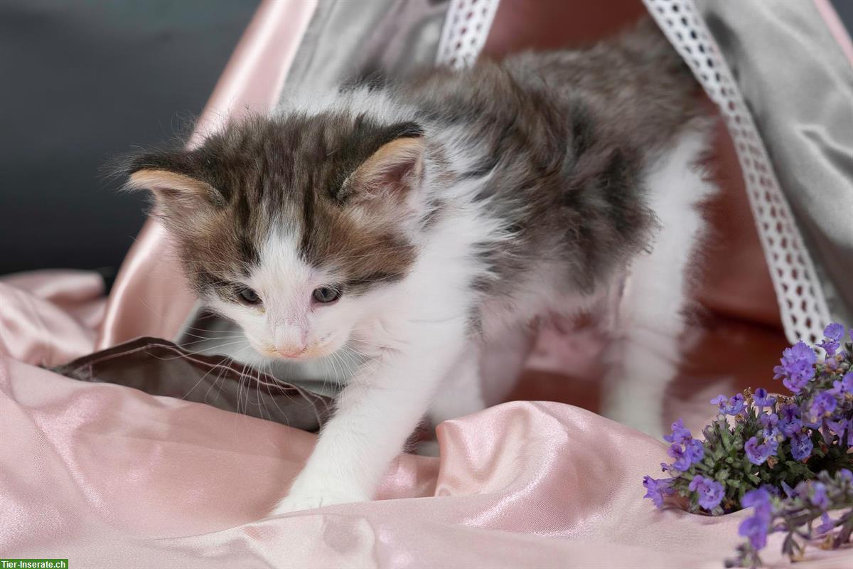 Bild 6: Norwegische Waldkatzen Kitten suchen ein Zuhause