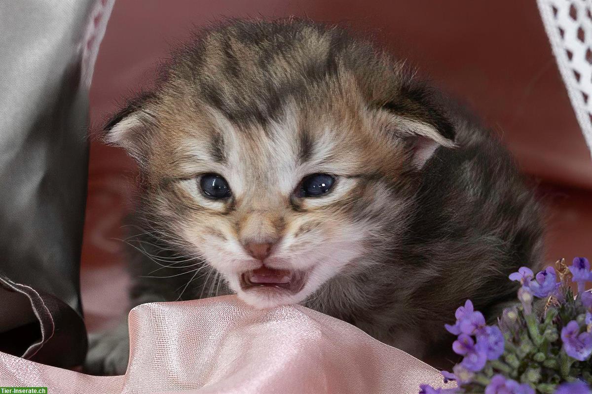 Bild 7: Norwegische Waldkatzen Kitten suchen ein Zuhause