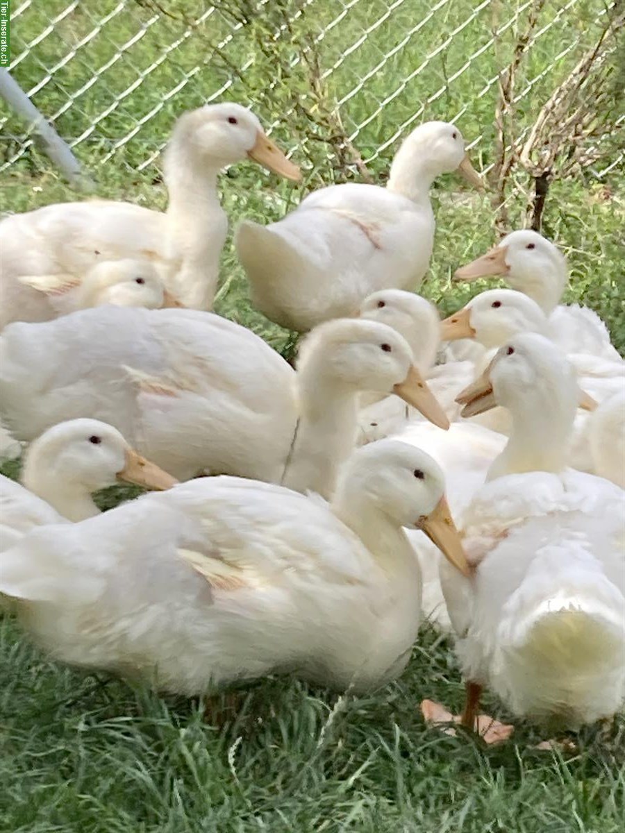 Bild 4: Aylesbury-Enten zu verkaufen