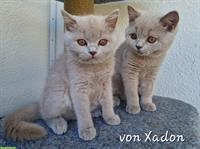 Reinrassige BKH Kitten in lilac mit Stammbaum