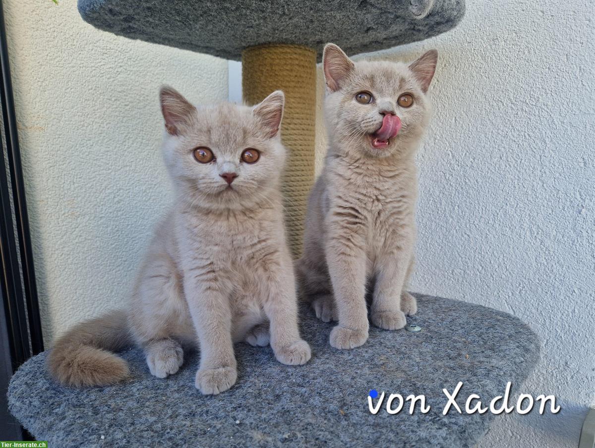 Bild 2: Reinrassige BKH Kitten in lilac mit Stammbaum