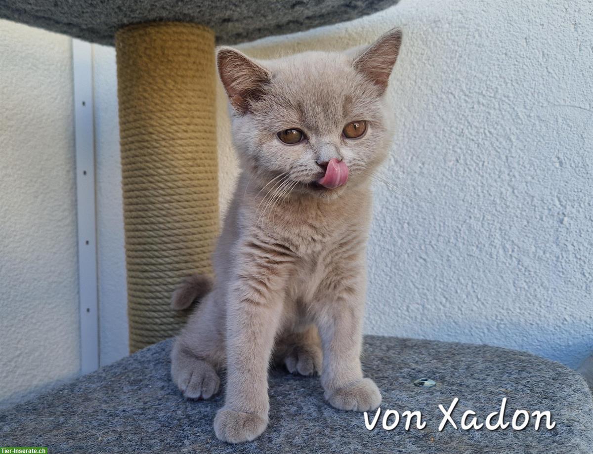 Bild 3: Reinrassige BKH Kitten in lilac mit Stammbaum