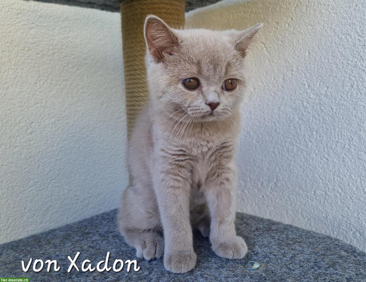 Bild 4: Reinrassige BKH Kitten in lilac mit Stammbaum