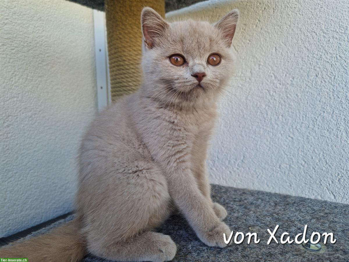 Bild 5: Reinrassige BKH Kitten in lilac mit Stammbaum