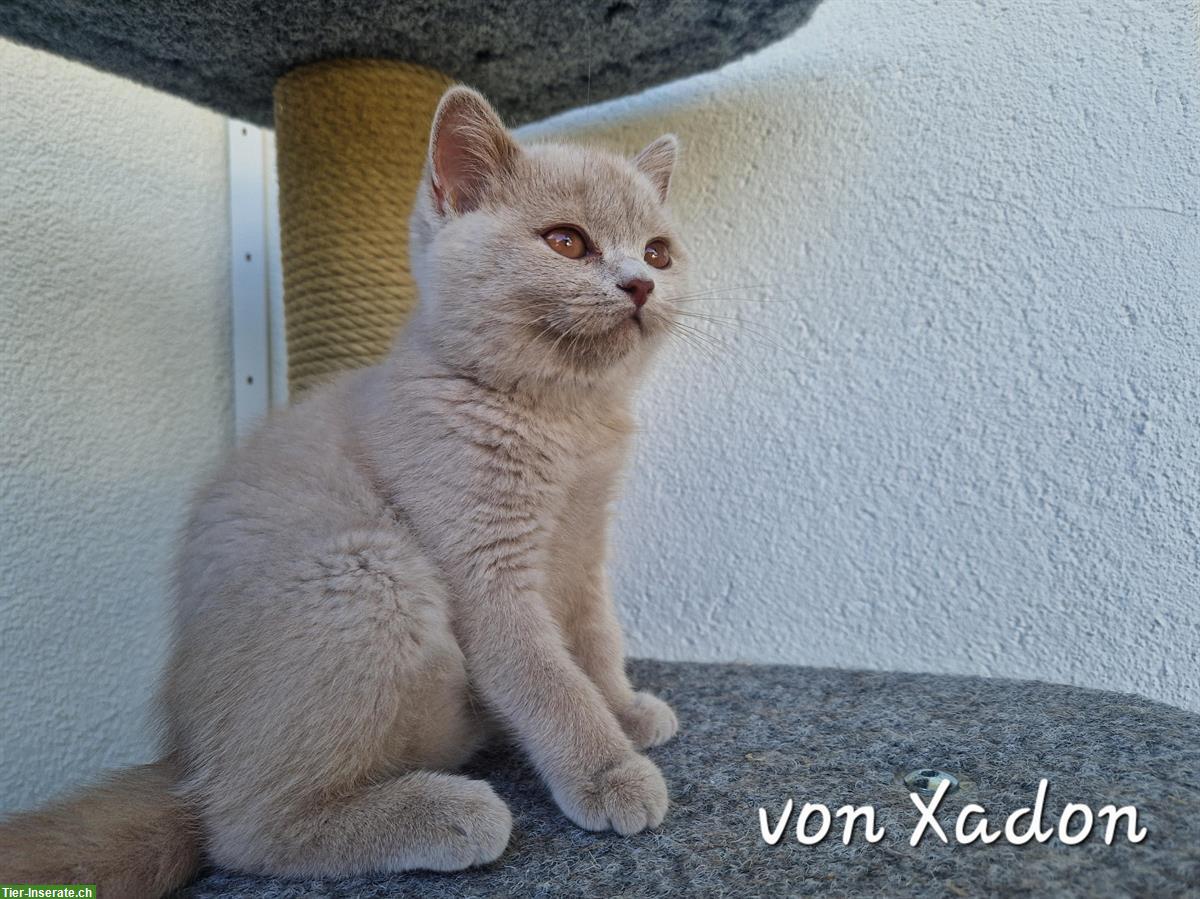 Bild 6: Reinrassige BKH Kitten in lilac mit Stammbaum