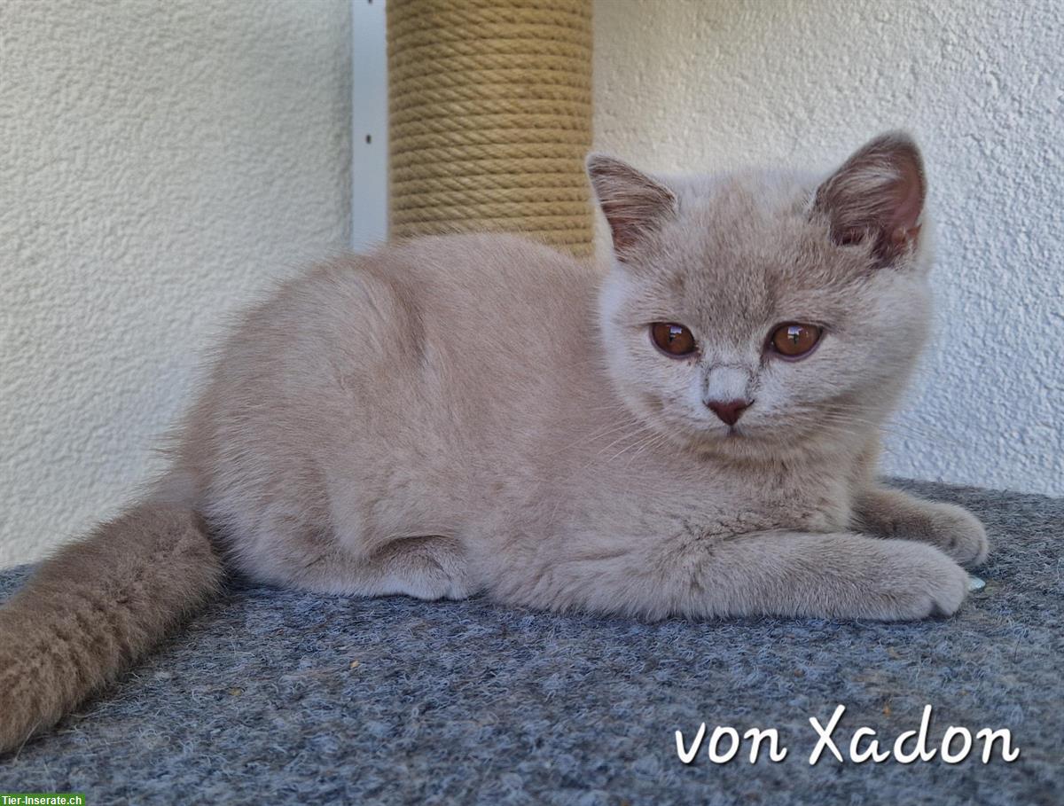 Bild 7: Reinrassige BKH Kitten in lilac mit Stammbaum