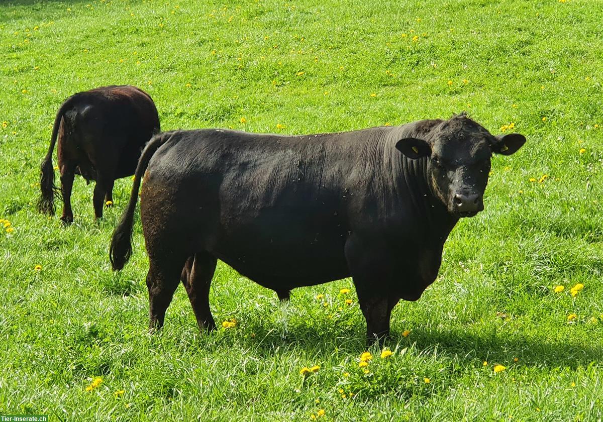 Schöne Lowline-Cattle Zuchttiere im Angebot