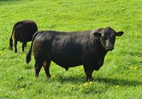 Schöne Lowline-Cattle Zuchttiere im Angebot