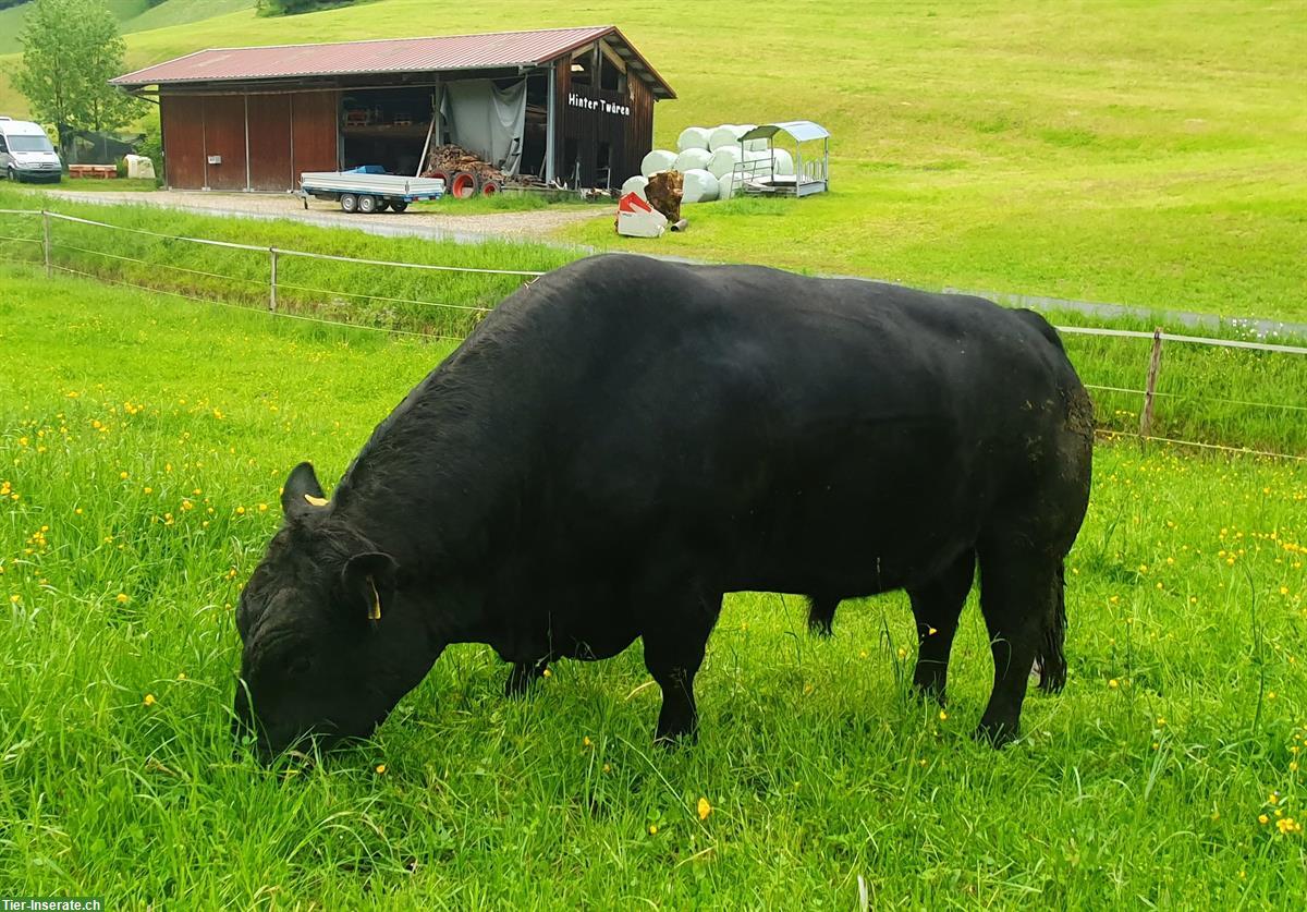 Bild 2: Schöne Lowline-Cattle Zuchttiere im Angebot