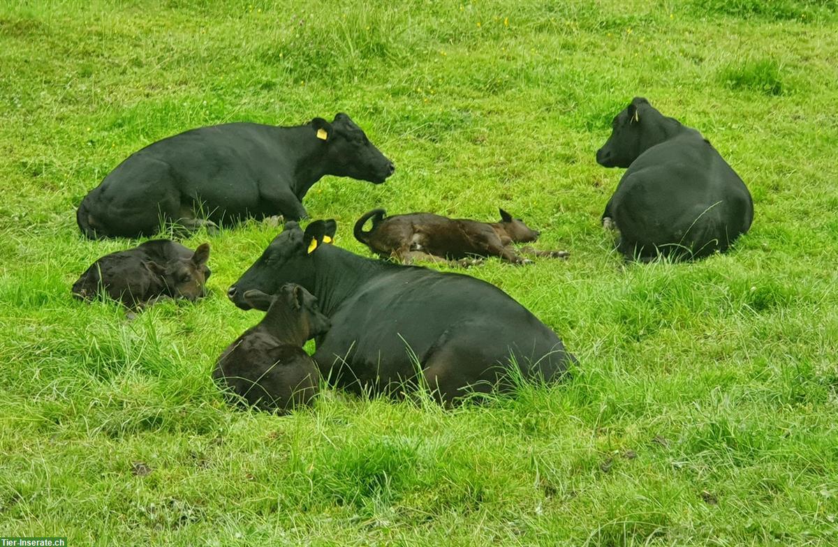 Bild 3: Schöne Lowline-Cattle Zuchttiere im Angebot