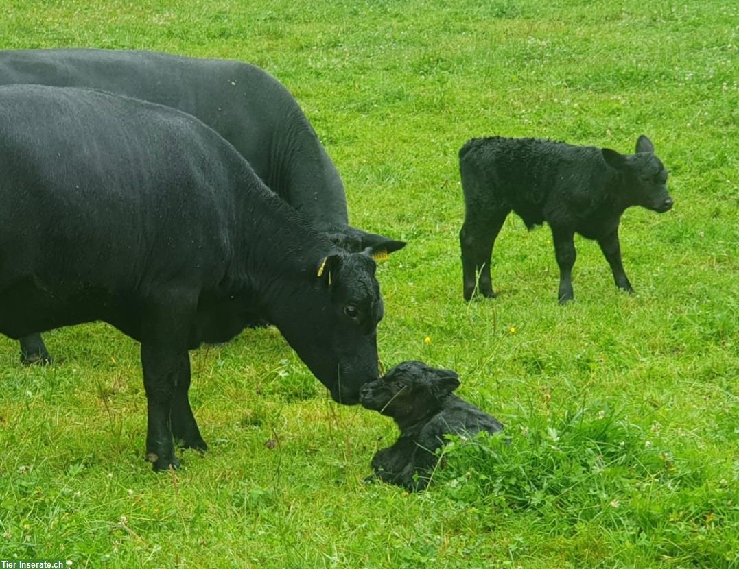 Bild 4: Schöne Lowline-Cattle Zuchttiere im Angebot