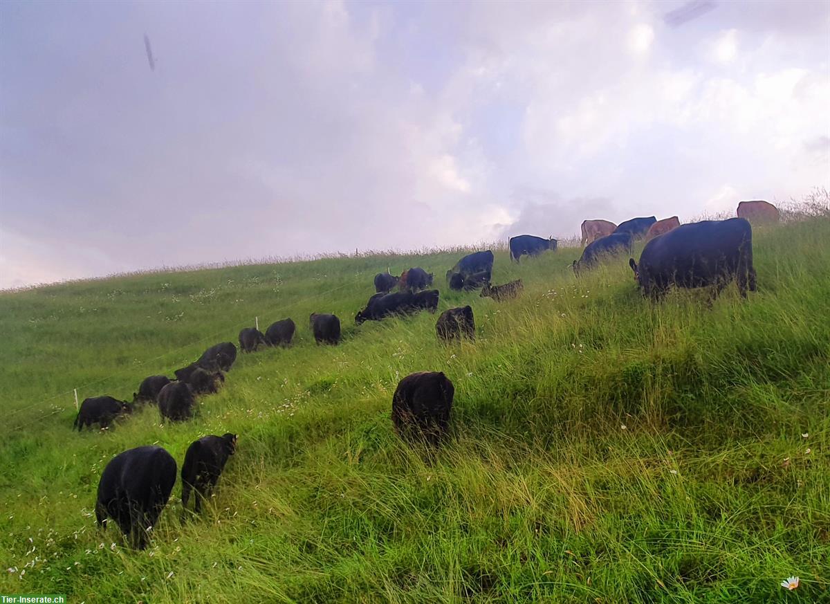 Bild 5: Schöne Lowline-Cattle Zuchttiere im Angebot