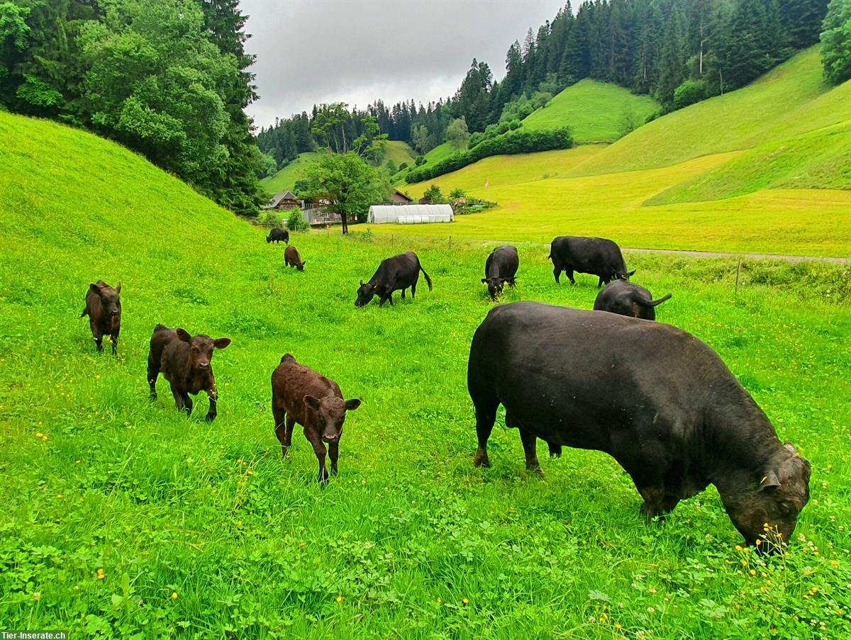 Bild 6: Schöne Lowline-Cattle Zuchttiere im Angebot