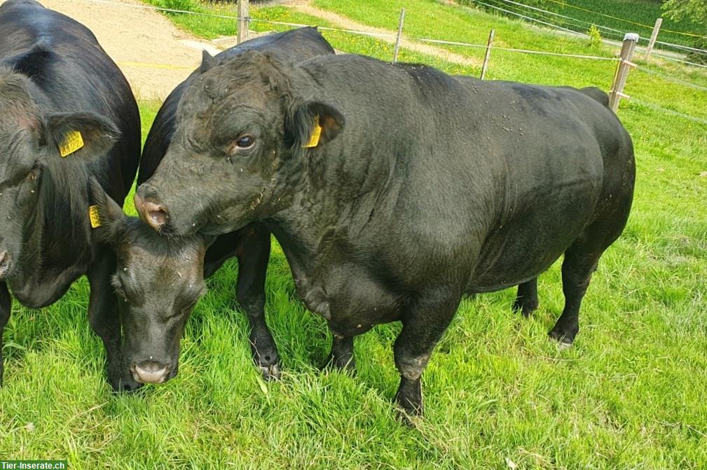Bild 7: Schöne Lowline-Cattle Zuchttiere im Angebot