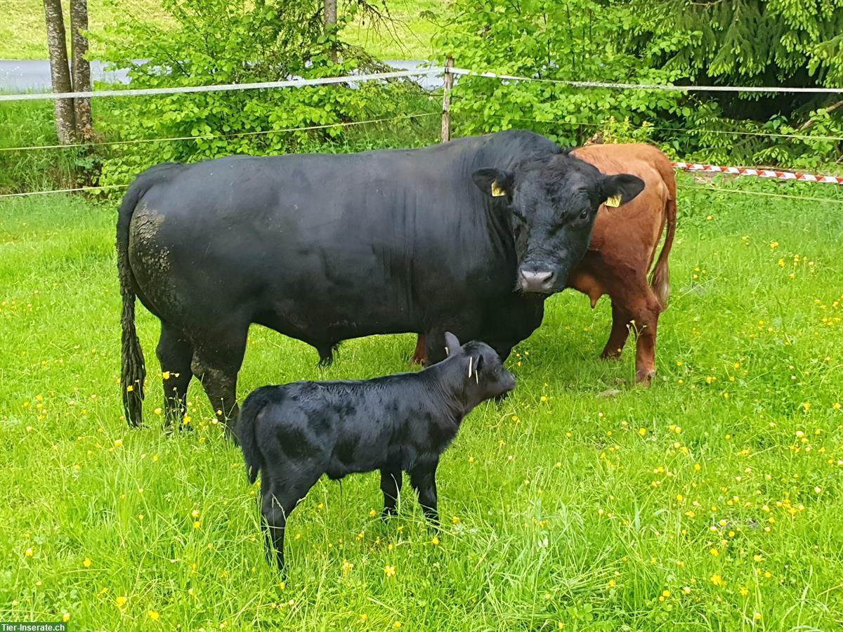 Bild 8: Schöne Lowline-Cattle Zuchttiere im Angebot