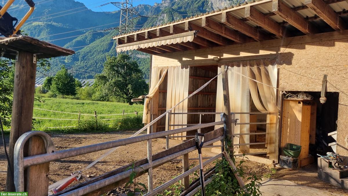 Biete Platz im kleinen Offenstall in Flums SG