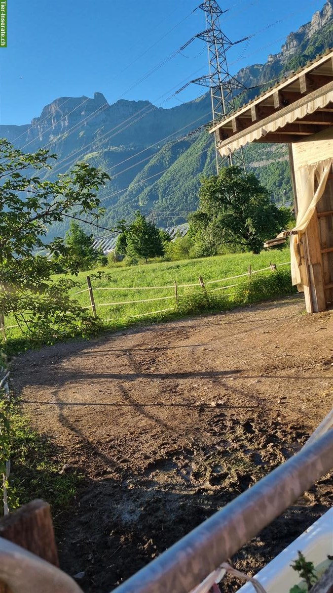 Bild 2: Biete Platz im kleinen Offenstall in Flums SG