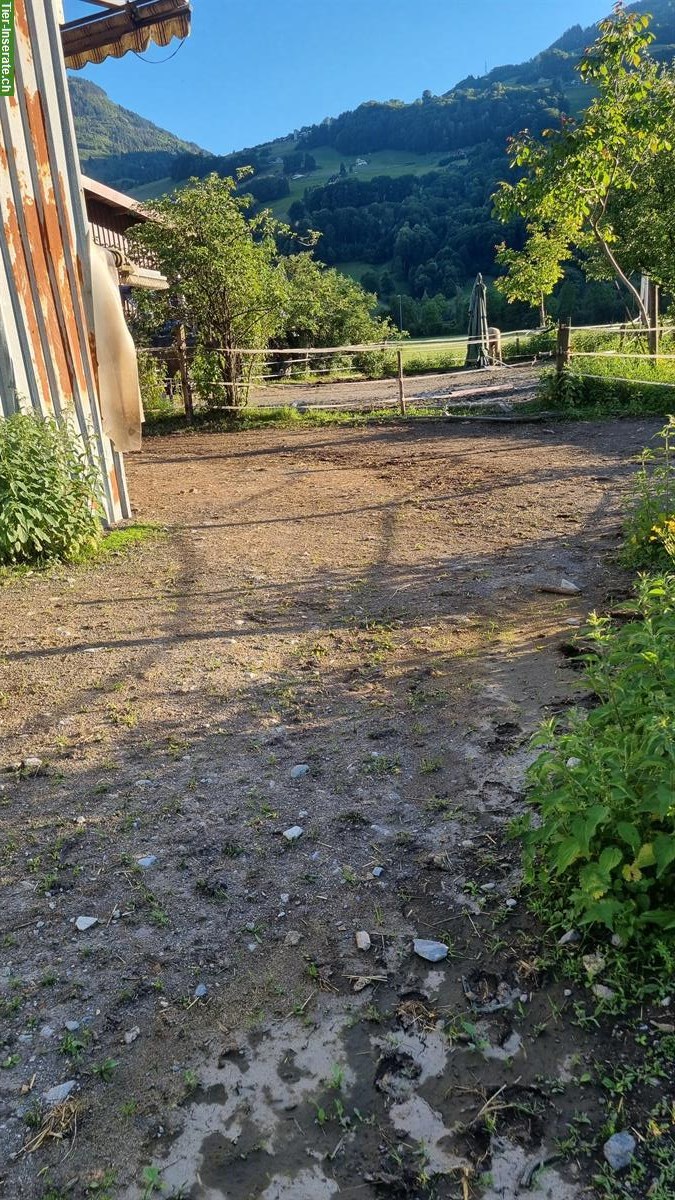 Bild 3: Biete Platz im kleinen Offenstall in Flums SG